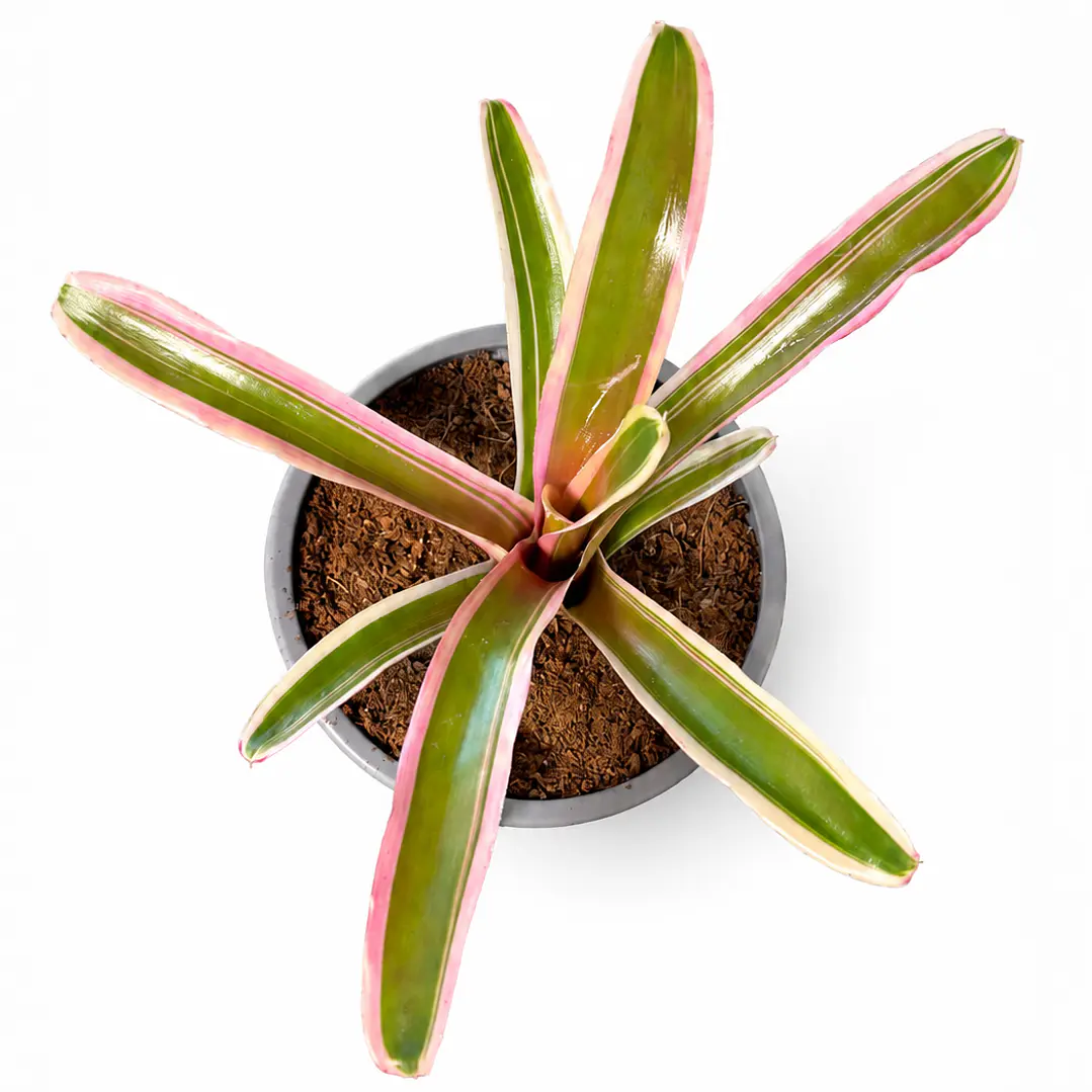 Neoregelia 'donger' 1