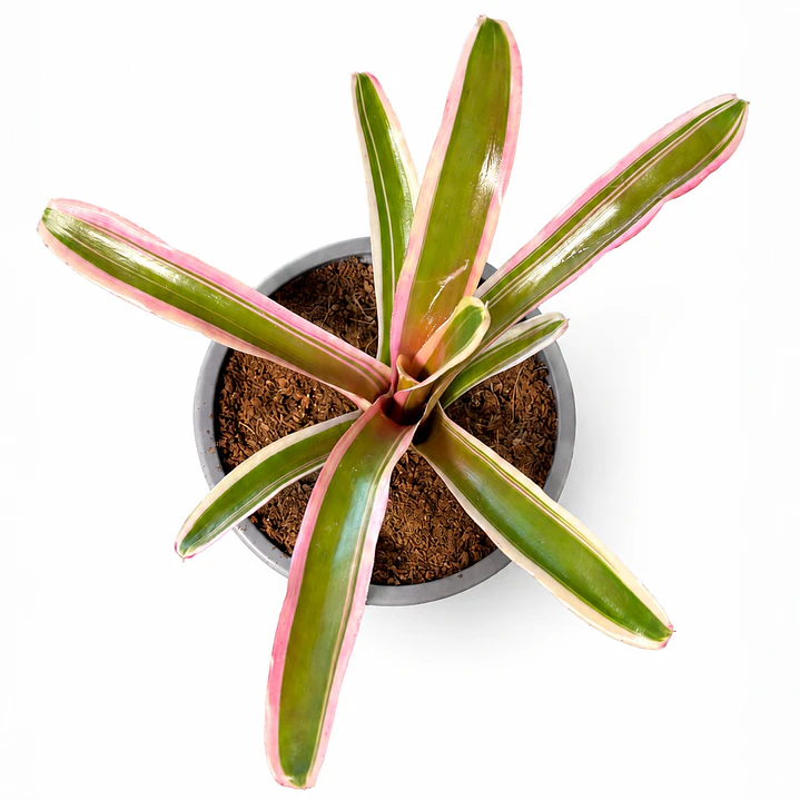 Neoregelia 'donger' 1