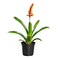 Aechmea winkleri - Miniatura 1
