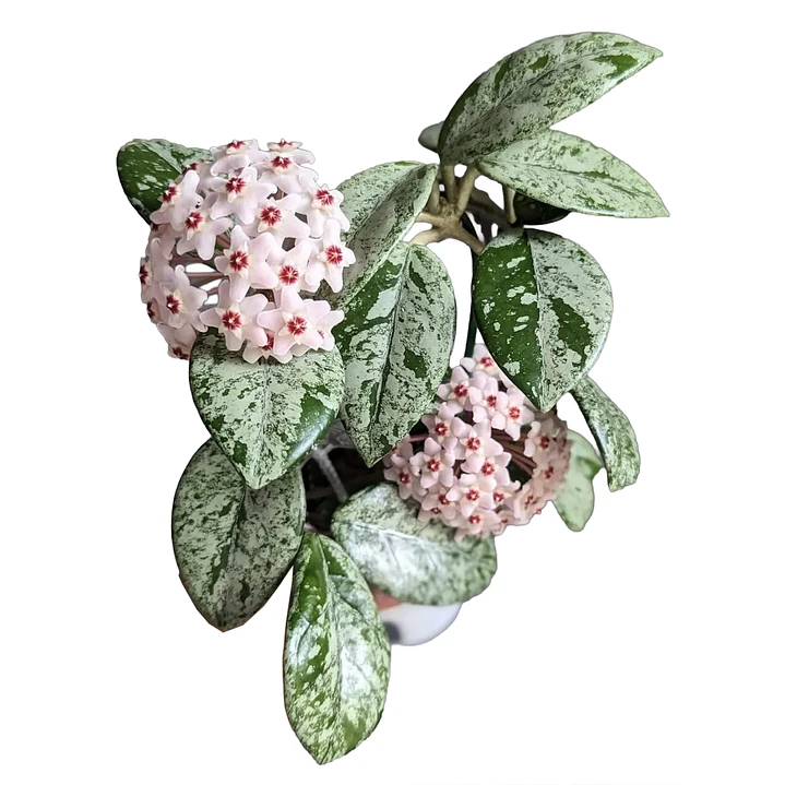 Hoya carnosa 'wilbur graves' 1