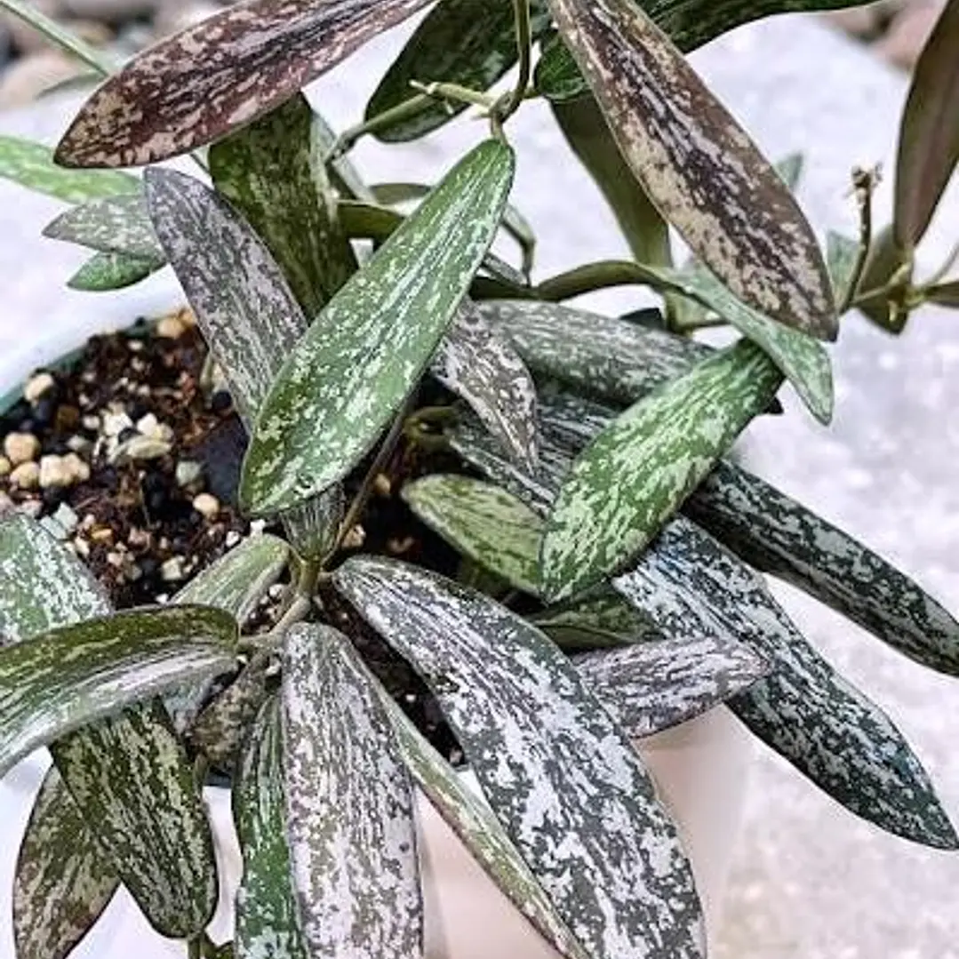 Hoya sigillatis 2
