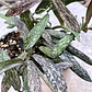 Hoya sigillatis - Miniatura 2