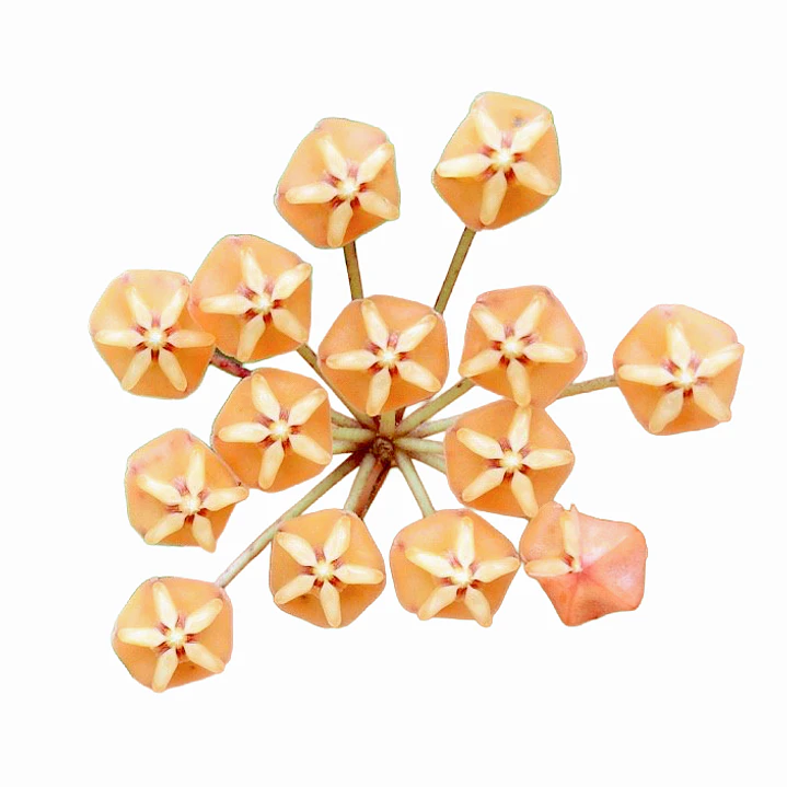 Hoya sigillatis 1