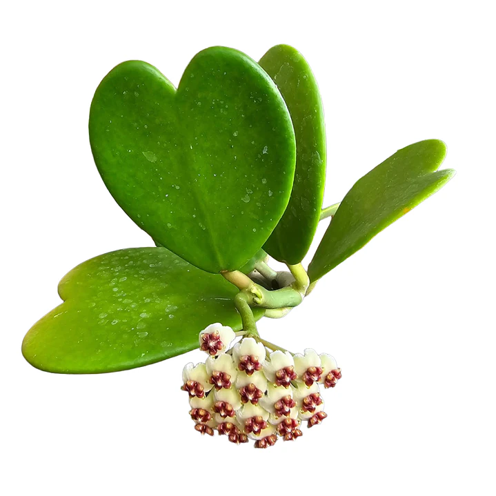Hoya kerrii 1