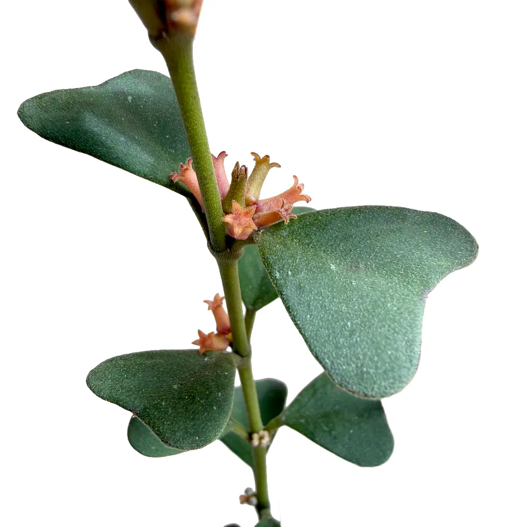 Hoya manipurensis 1