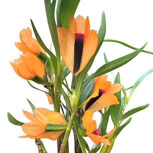 Dendrobium gigi portilla