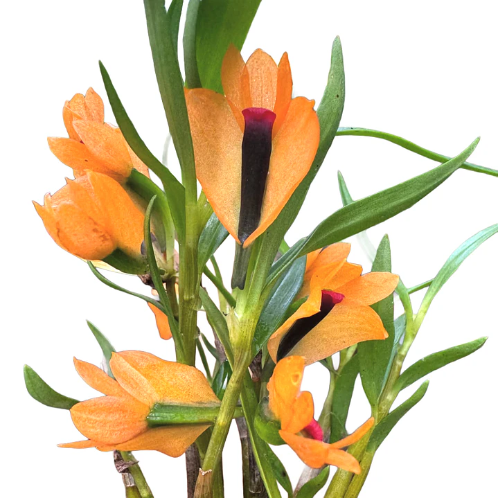 Dendrobium gigi portilla 1