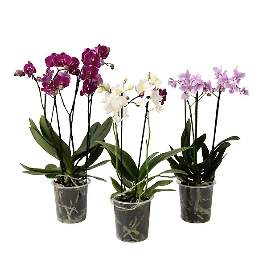 Orquídea phalaenopsis multiflora en floración 1