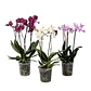 Orquídea phalaenopsis multiflora en floración - Miniatura 1