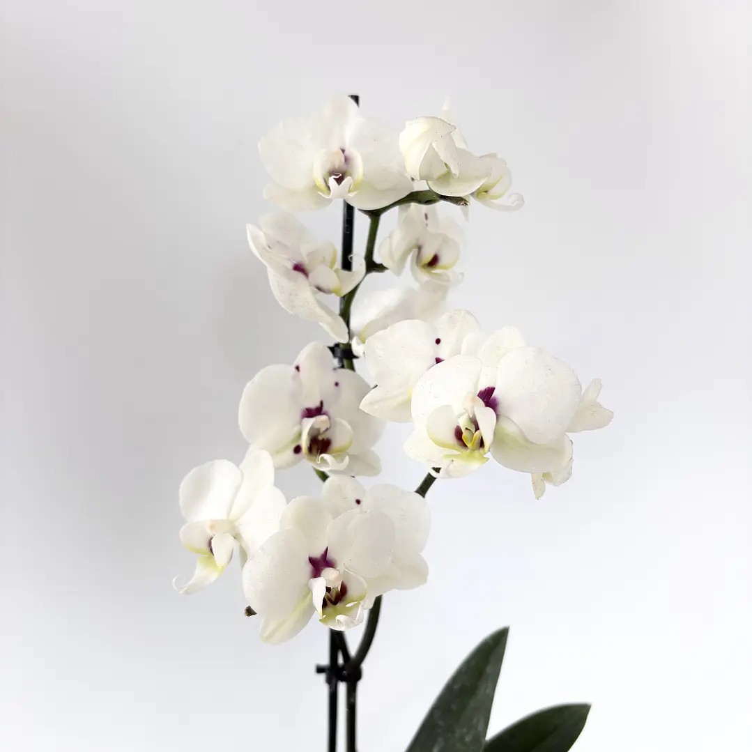 Orquídea phalaenopsis multiflora en floración 2