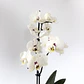 Orquídea phalaenopsis multiflora en floración - Miniatura 2