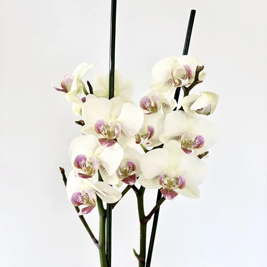 Orquídea phalaenopsis multiflora en floración 3