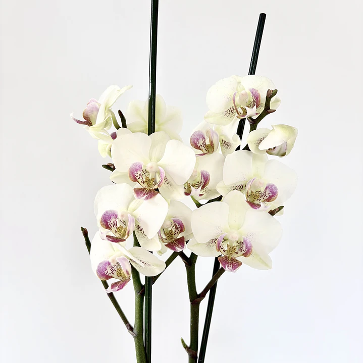 Orquídea phalaenopsis multiflora en floración 3
