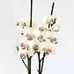 Orquídea phalaenopsis multiflora en floración - Miniatura 3