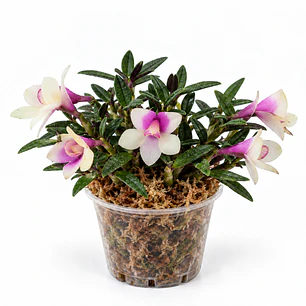 Dendrobium pepe portilla