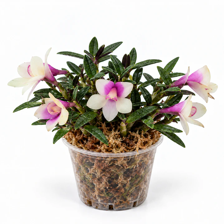 Dendrobium pepe portilla 1