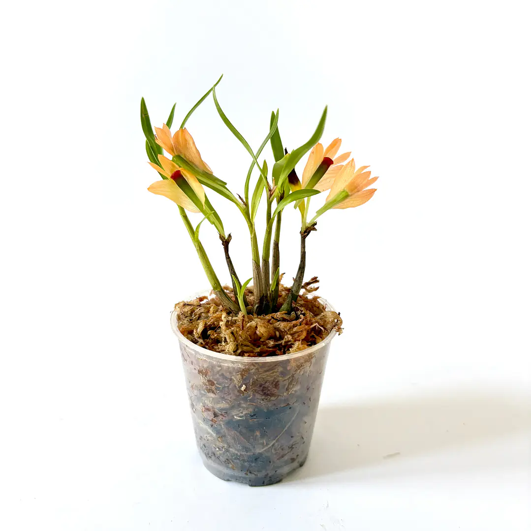 Dendrobium gigi portilla 2