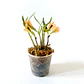 Dendrobium gigi portilla - Miniatura 2