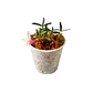 Dendrobium pepe portilla - Miniatura 3