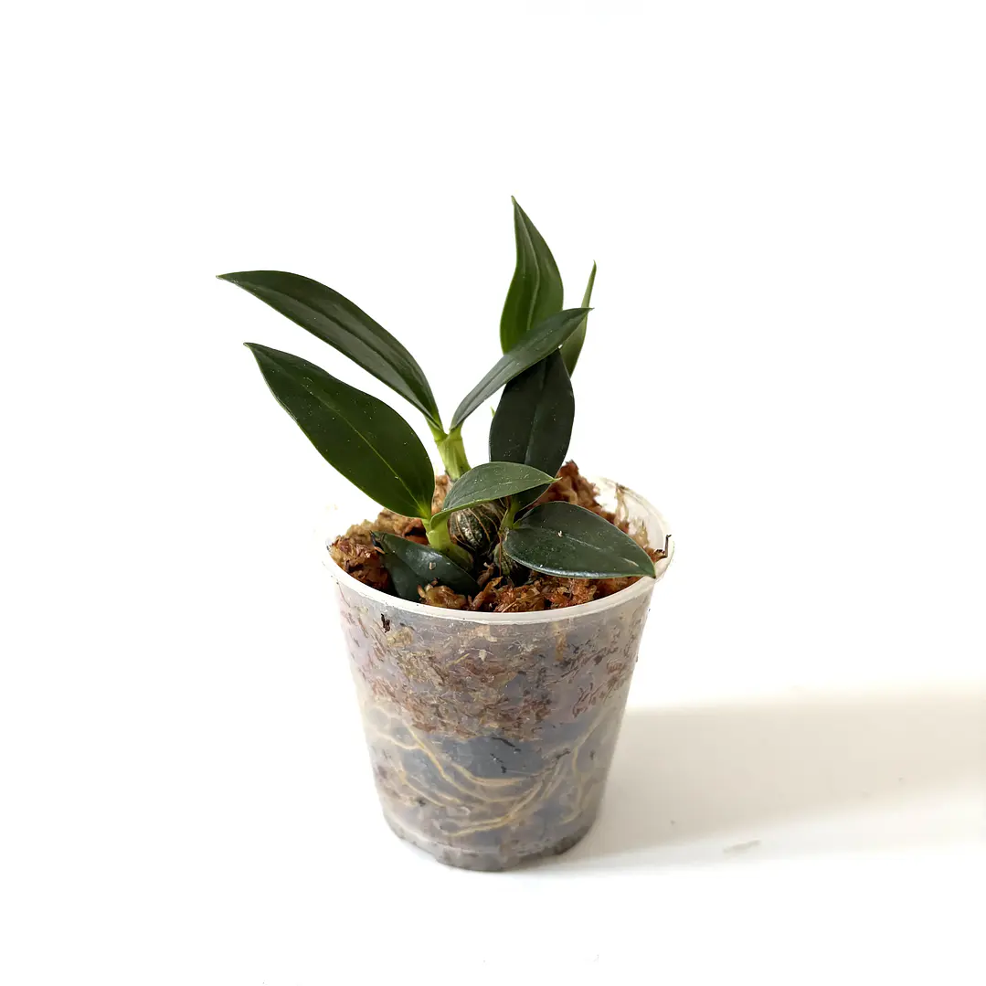 Dendrobium ecuagenera 2