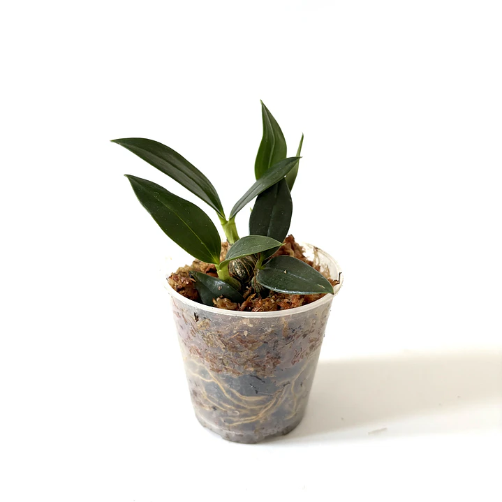 Dendrobium ecuagenera 2