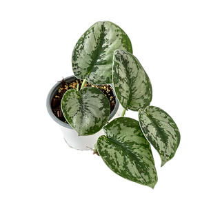 Scindapsus pictus 'exotica'