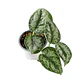 Scindapsus pictus 'exotica' - Miniatura 1