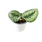 Scindapsus pictus 'exotica' - Miniatura 2