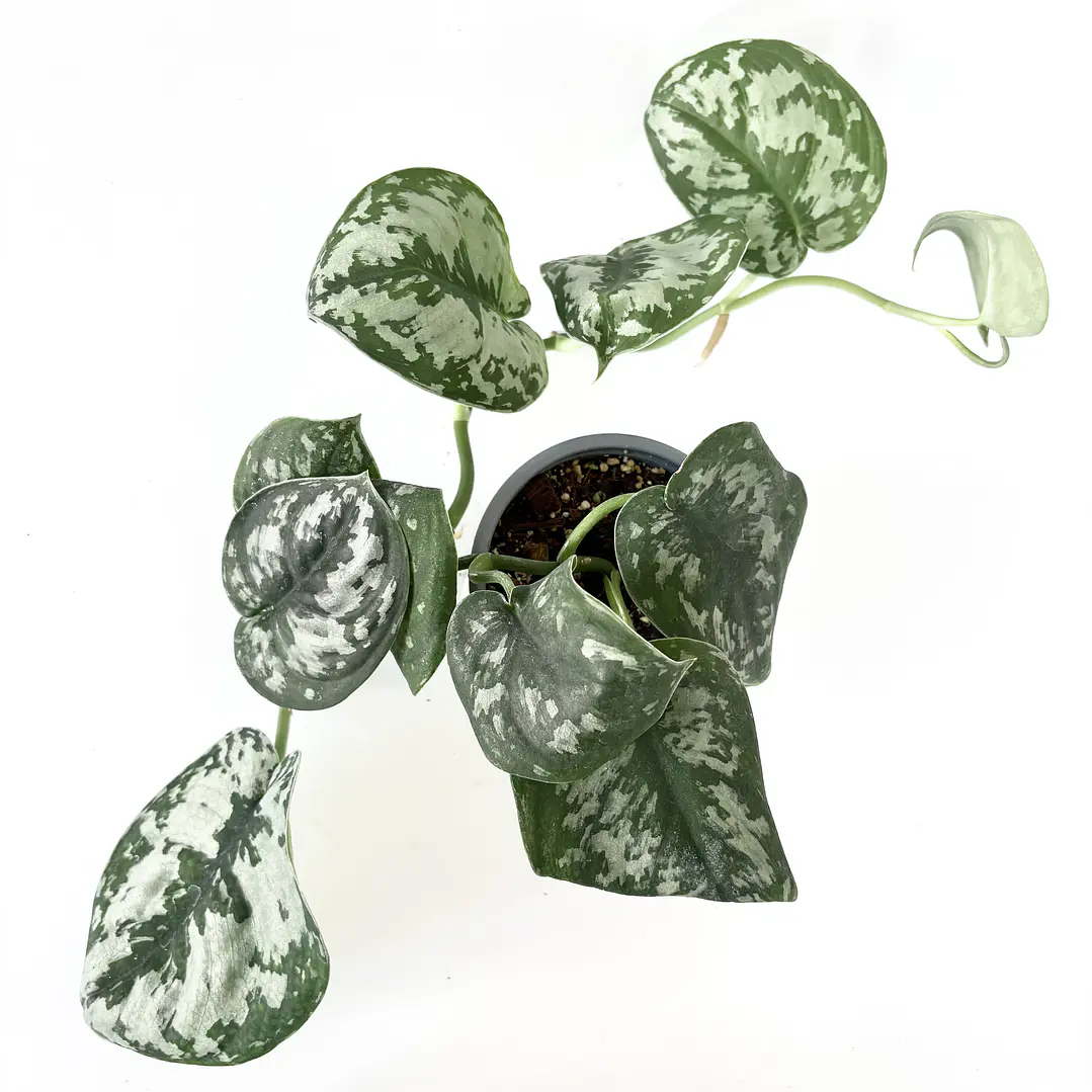 Scindapsus pictus 'exotica' 3