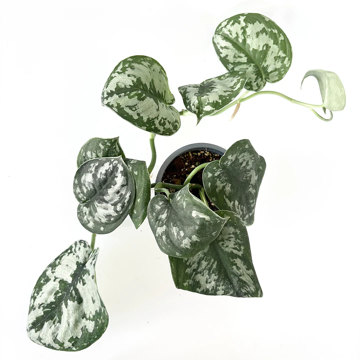 Scindapsus pictus 'exotica' 3