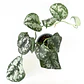 Scindapsus pictus 'exotica' - Miniatura 3