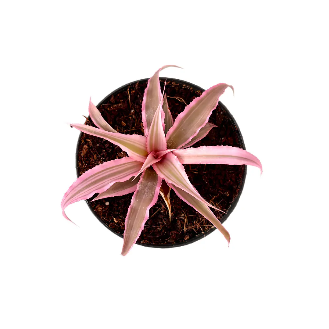 Cryptanthus 'pink' 1