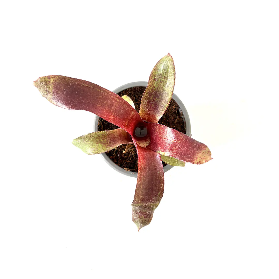 Neoregelia 'red waif' 1