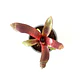 Neoregelia 'red waif' - Miniatura 1