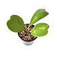 Hoya kerrii - Miniatura 3