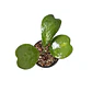 Hoya kerrii - Miniatura 2