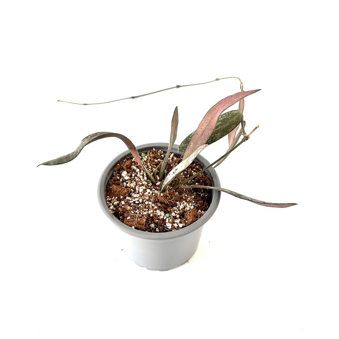 Hoya sigillatis 3