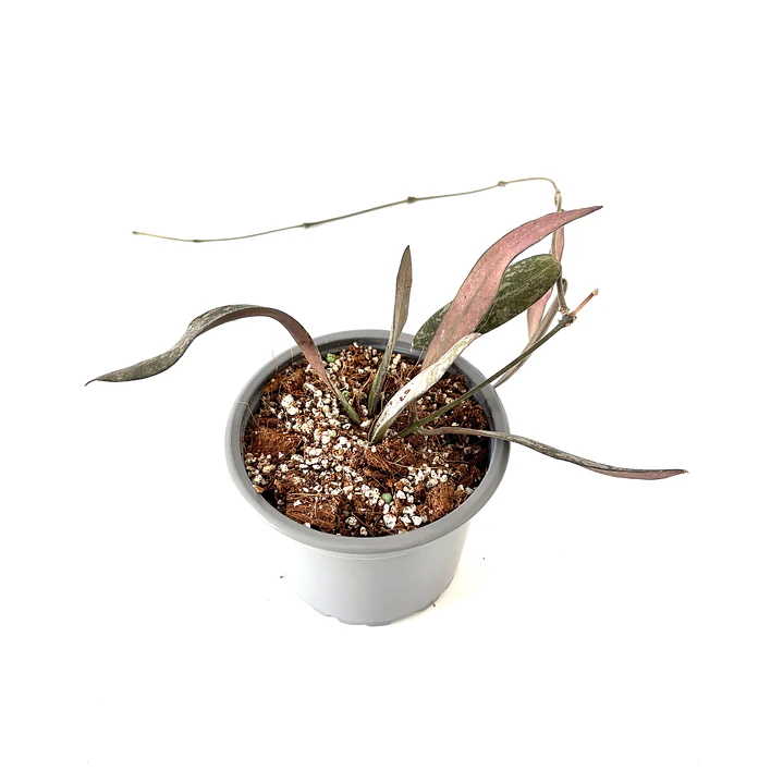 Hoya sigillatis 3