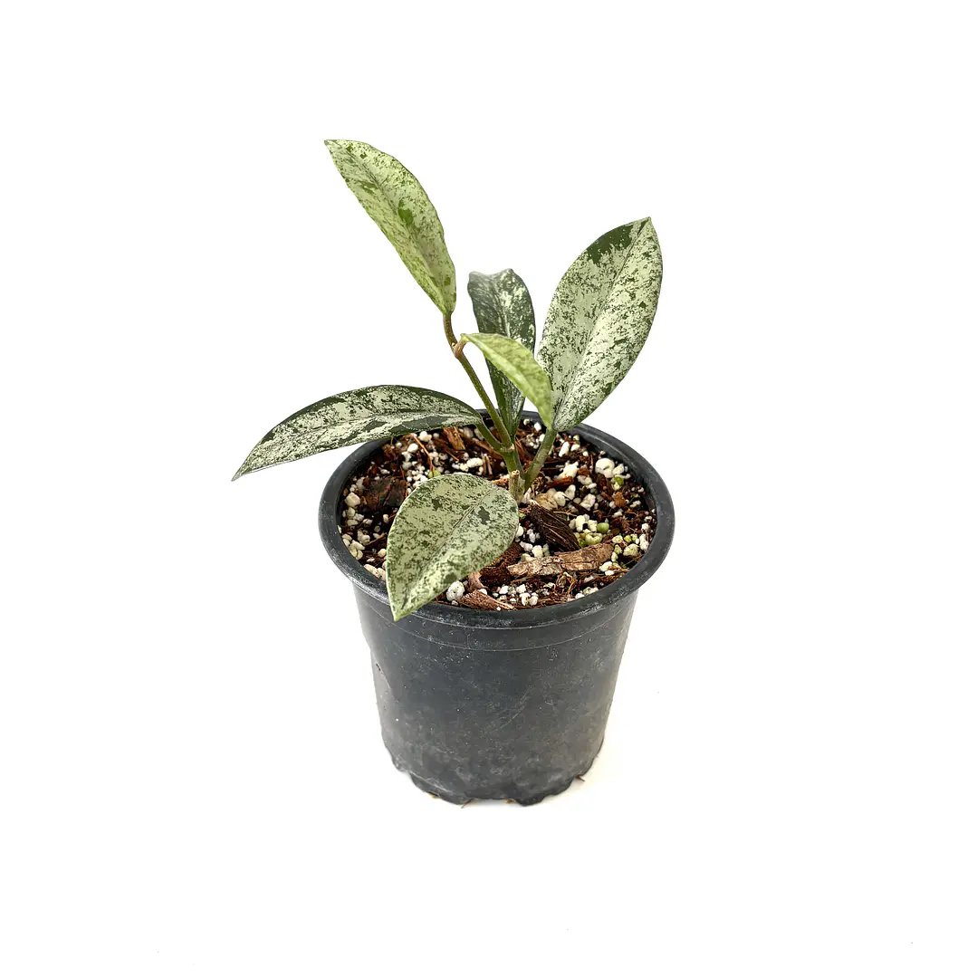Hoya carnosa 'wilbur graves' 2