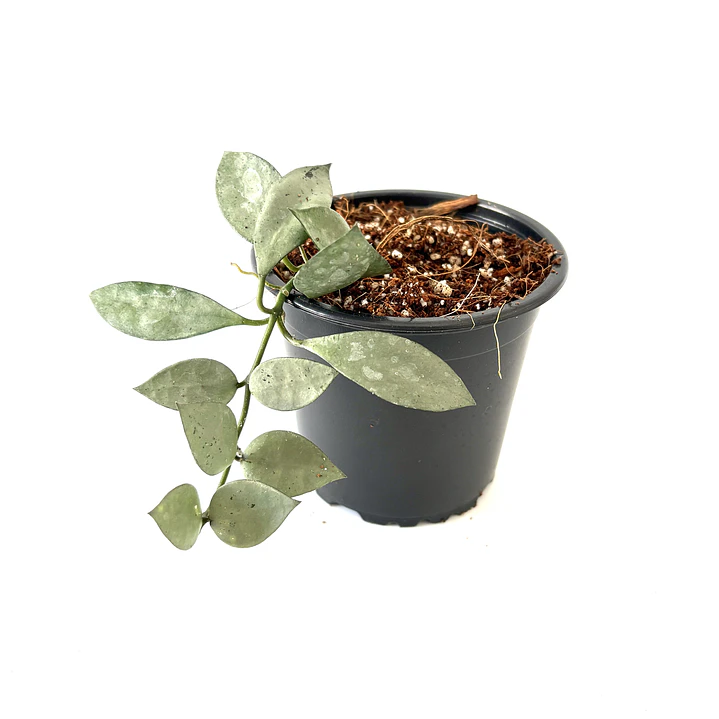 Hoya lacunosa 'silver' 3
