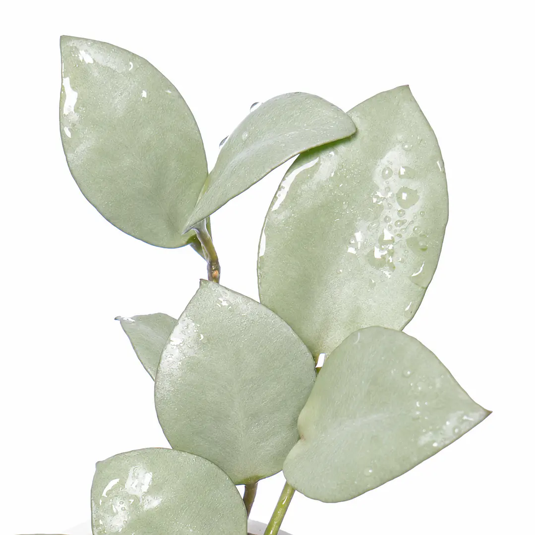 Hoya lacunosa 'silver' 1