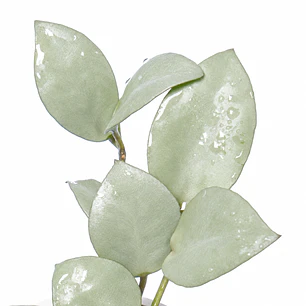 Hoya lacunosa 'silver'