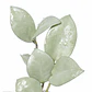 Hoya lacunosa 'silver' - Miniatura 1