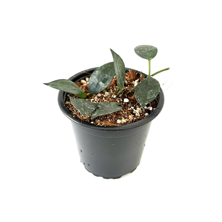 Hoya lacunosa 2
