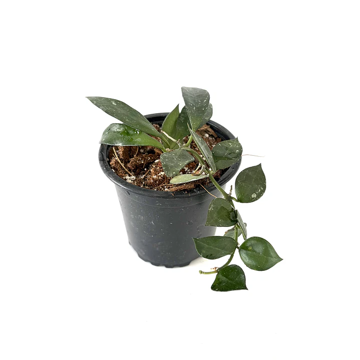 Hoya lacunosa 3