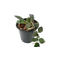 Hoya lacunosa - Miniatura 3