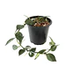 Hoya lacunosa - Miniatura 4