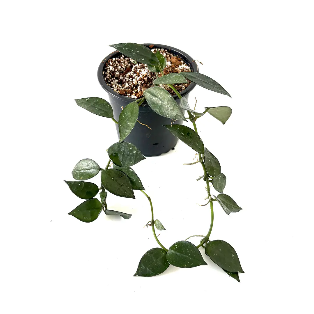 Hoya lacunosa 5
