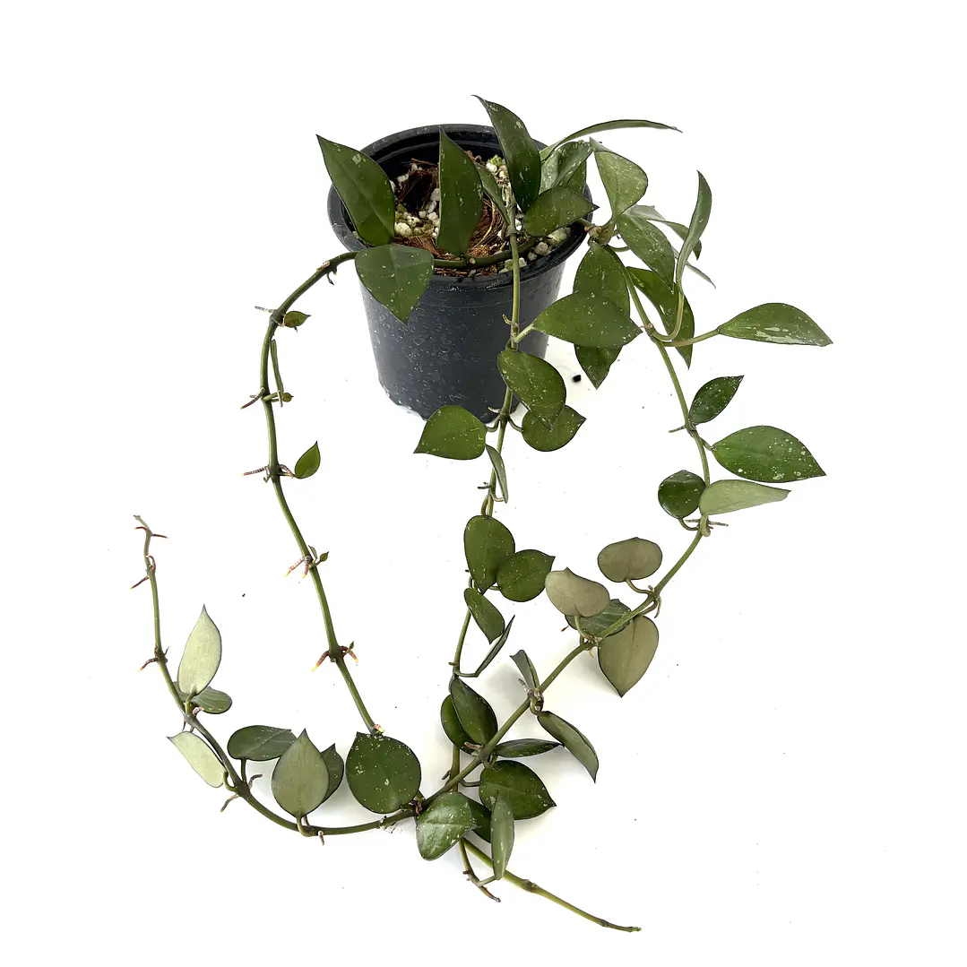 Hoya lacunosa 6