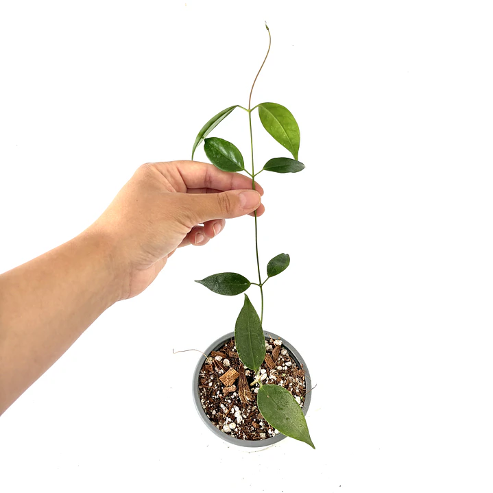 Hoya paziae 2